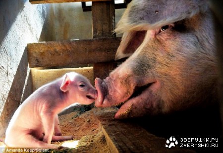 ������� �� ���� :)