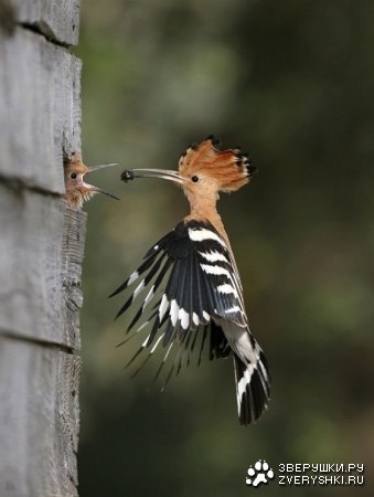 ������� � ������� :)