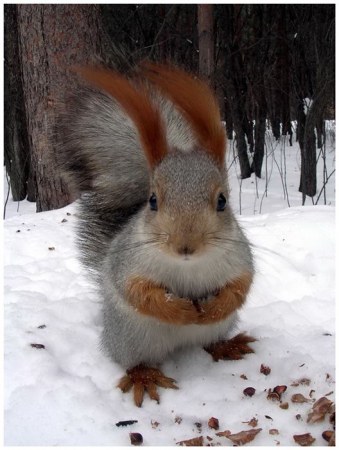 ���������� �������� (12 ����)