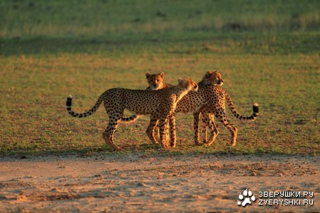 ����� ����� - ��������� ���� ������� (14 ����)