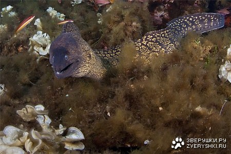 ������ :)