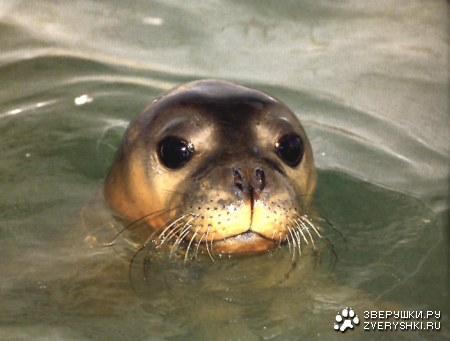 ������-�������! (4 ����)