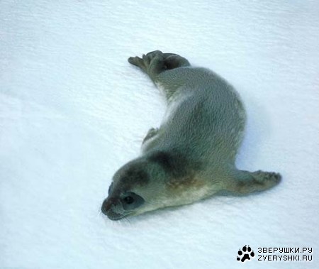 ������-�������! (4 ����)