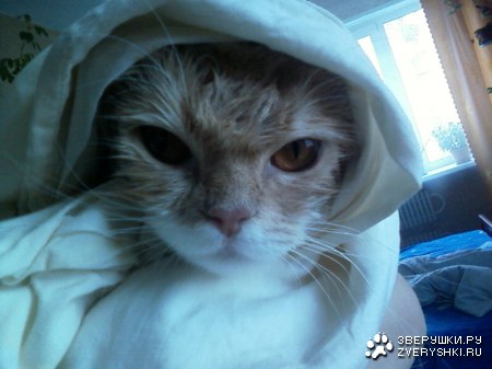 ��������, ����! ;)