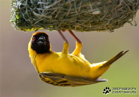 �������������? :)