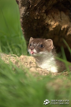 ���� ���������� :)