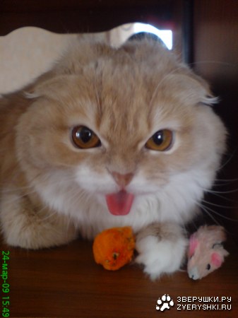 ������ ��� :)