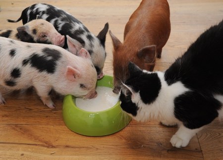 ������ ������� ;)