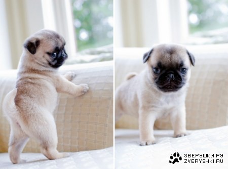 ���������� :)