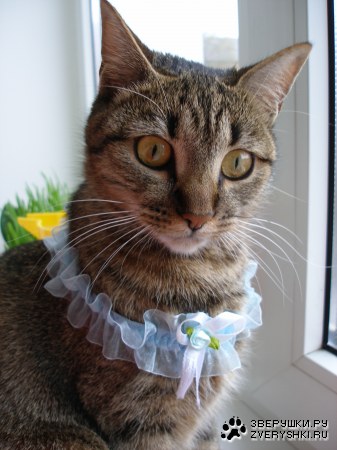 ���� ������� :)