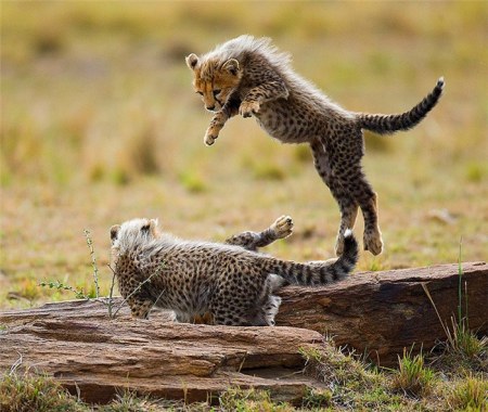 �������� (20 ���������� ����)