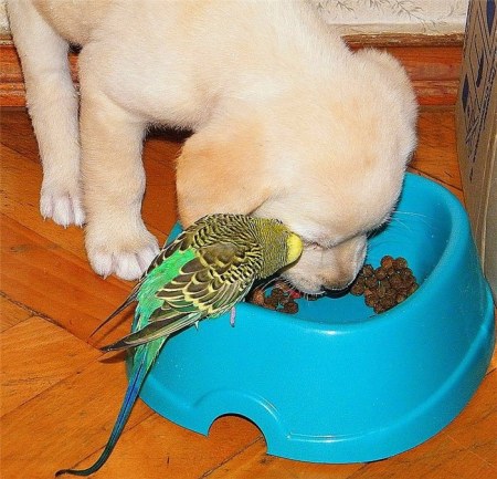 �������� (20 ���������� ����)