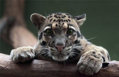 �������� (20 ���������� ����)