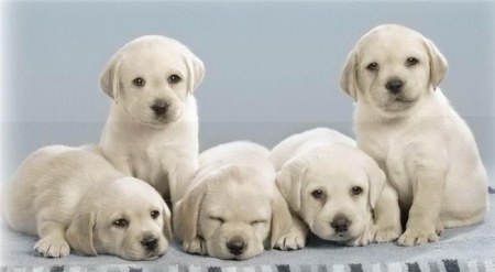 �������� (20 ���������� ����)