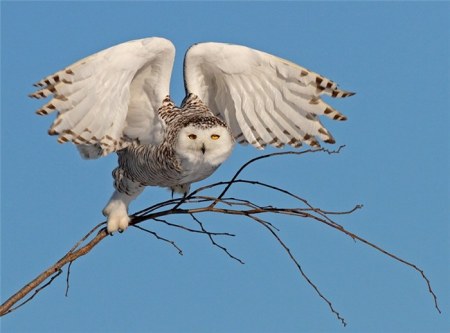 �������� (20 ���������� ����)