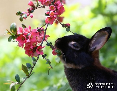 ������� �������� :)