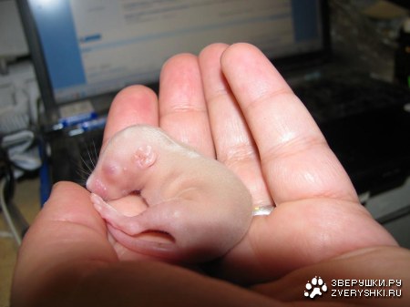 ��� ���������� (9 ����)