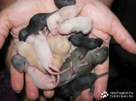 ��� ���������� (9 ����)