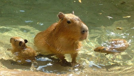 ������ ����� �������� ;)