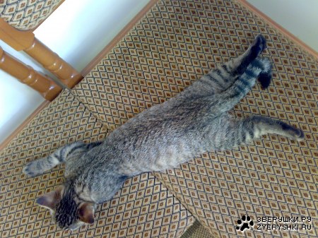 ������� :)