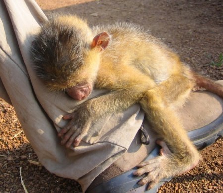 ������� ��������� (6 �������� ����)