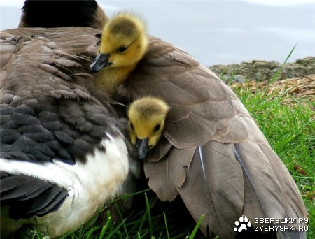 ��� ������� ��������� ;)