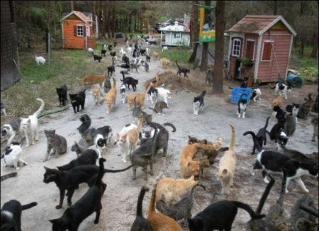 ��� ��� ����� (31 ����)