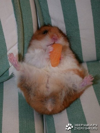 ������ :)