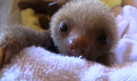 �������� ������� (7 ����)