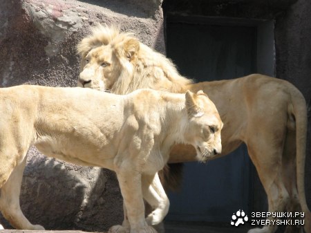 ����������� �������� (12 ����)