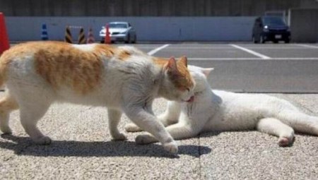 ������� ����� (5 ����)