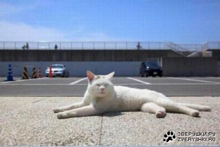 ������� ����� (5 ����)