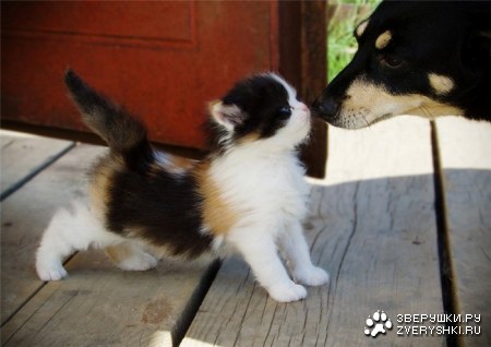 ����� �����������? ;)