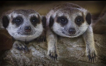 � ���� �� �������� (6 ����)