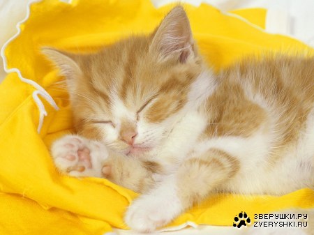 ������ (13 ����������)