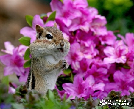 ����������� ��� ��� :)