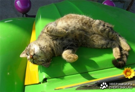 ������� :)