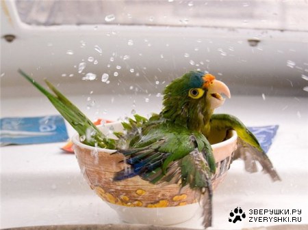 ������ ������� :)