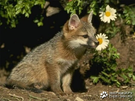 ����� �������� (19 ����)