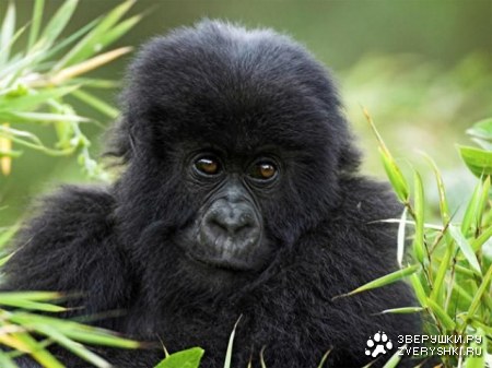 ����� �������� (19 ����)