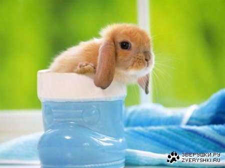 ����� �������� (19 ����)