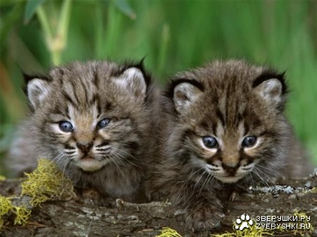 ����� �������� (19 ����)