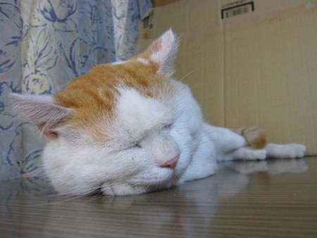 �����, ������� ����� ����� ����� (14 ����)