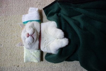 �����, ������� ����� ����� ����� (14 ����)