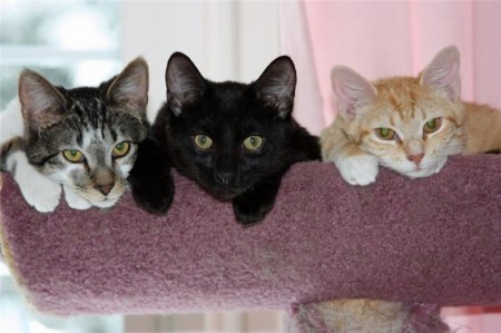 �������� (9 ����)