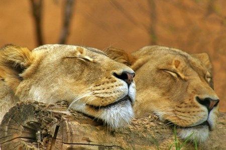 �������� (9 ����)