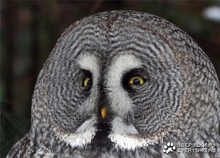 �������� (9 ����)