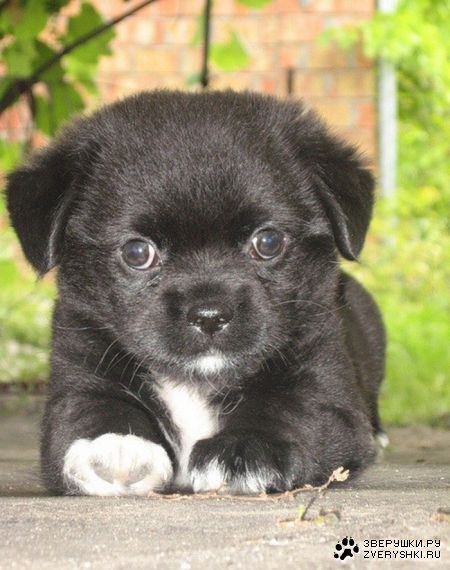 ����� ������ (12 ����)