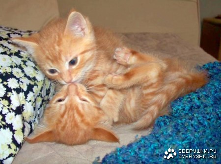 � ���� �����! :)