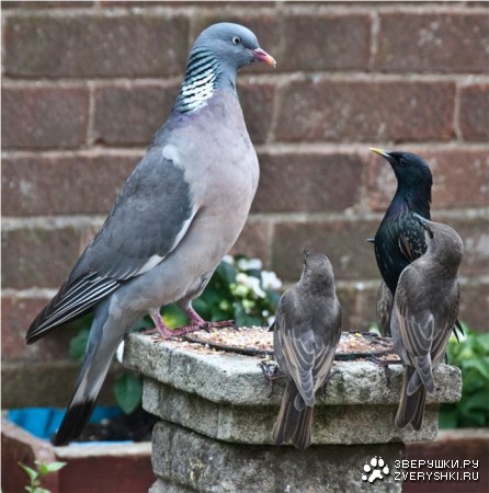 ���, ��� ������� ����! ;)